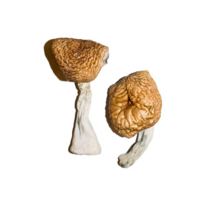 Burmese Magic Mushrooms for sale