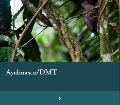Ayahuasca